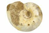 Jurassic Ammonite Fossil - Sakaraha, Madagascar #251294-1